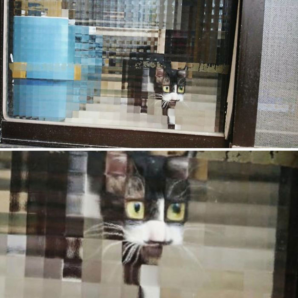 Pixel cat