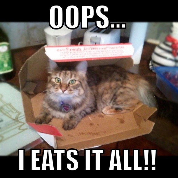 leaning tower of pizza funny cat pictures with captions leaning tower of pizza funny cat pictures with captions