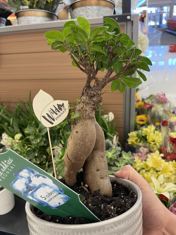Plant I found at target be lookin THICC