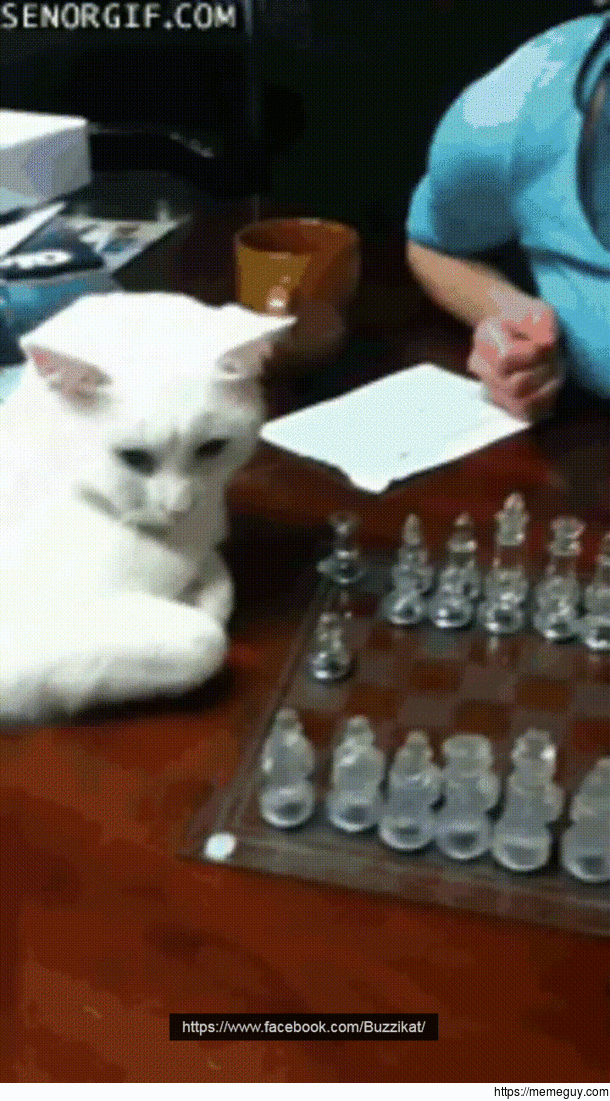 playing chess with cats