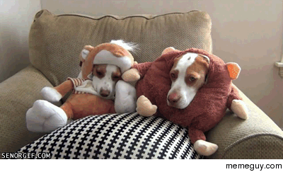Playing dress-up with dogs can be fun too