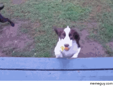 Playing fetch with a blind dog