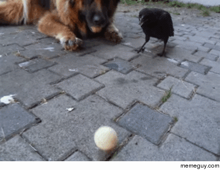 Playing with a dog and crow