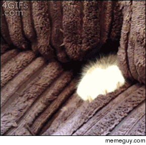 Please do not disturb the couch forts guard kitty