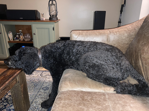 Please enjoy how my dog sleeps