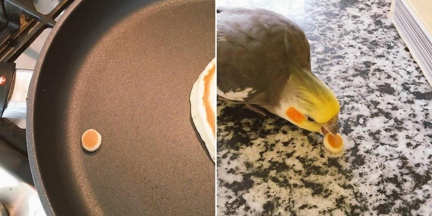 Please feed the birb