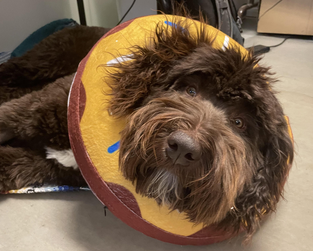 Please send your condolences for Bravo - he lost his balls yesterday and is now just a bro with a donut donut