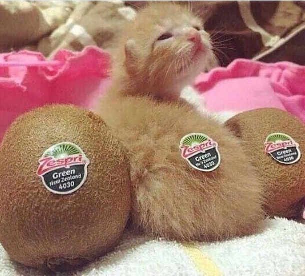 pls dond eat