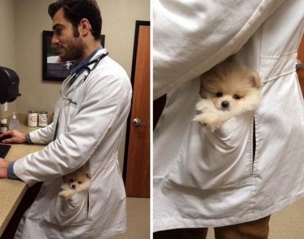 Pocket Dog