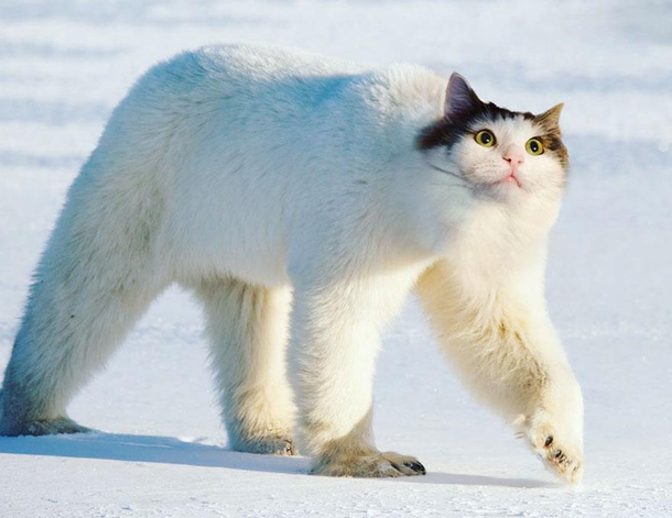 Polar Cat