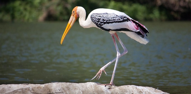 Polish zoologists tracking a storks migration from Africa with a GSM transmitter wondered why it got stuck in Egypt Then they received a  phone bill Someone had apparently taken the SIM card out of the transmitter and put it into his mobile phone