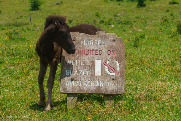 Ponies learn how to read at a very young age and do not grow out of their rebellious phase until about two years old