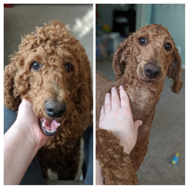 Poodles need to be trimmed often I guess this time was a little too close