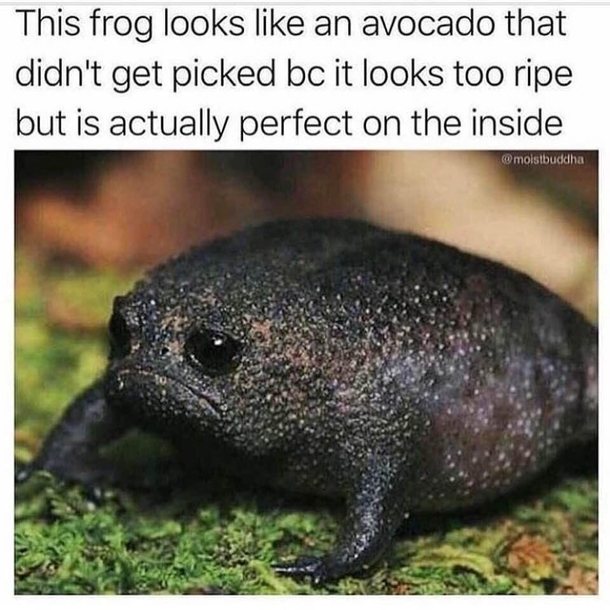 Poor avacado