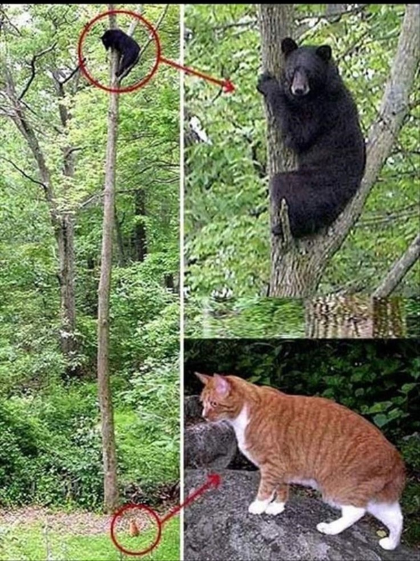 Poor Bear gets bullied by a grumpy cat