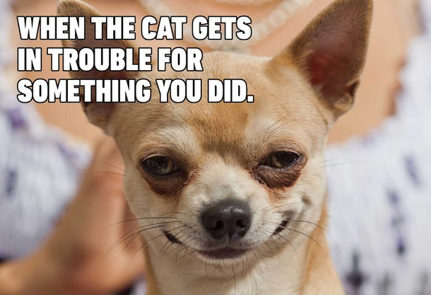 Poor Cat D
