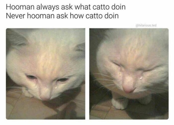 Poor catto