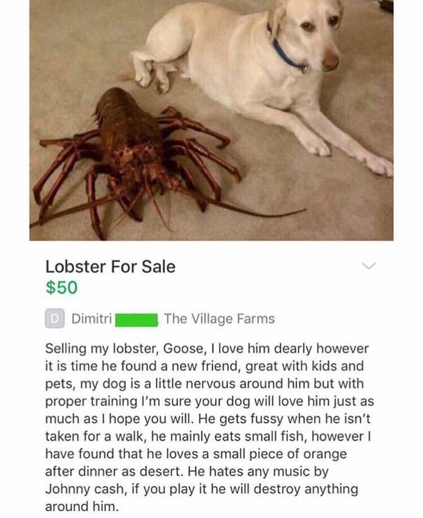 Poor dog