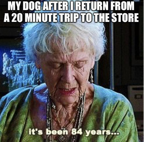 Poor doggo
