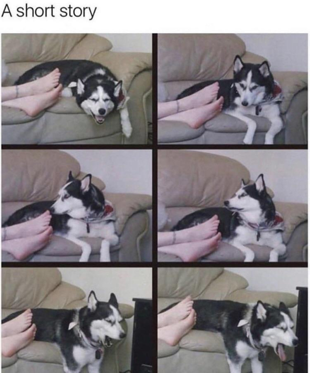 poor dogo