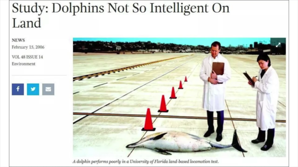 POOR DOLPHIN 