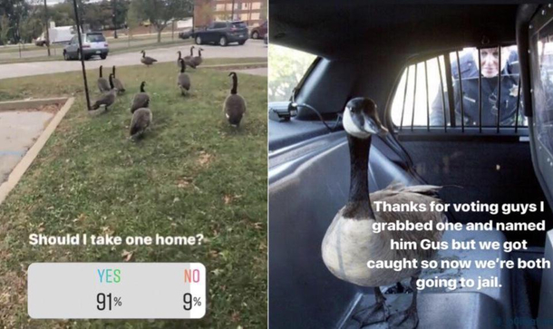 Poor Gus 