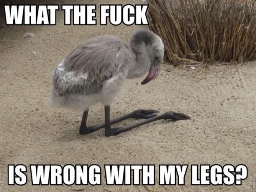 Poor guy