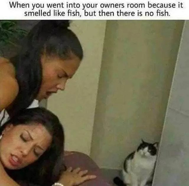 Poor kitty