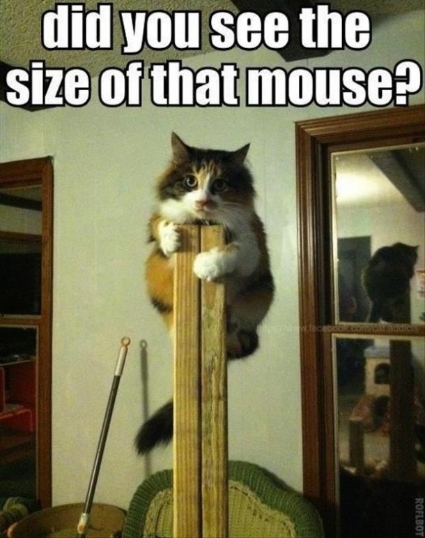 Poor kitty seen a big mouse