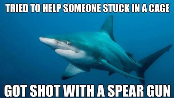 Poor misunderstood lil shark