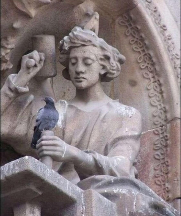 Pop goes the pigeon