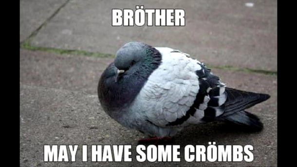 Posh pigeon u got there