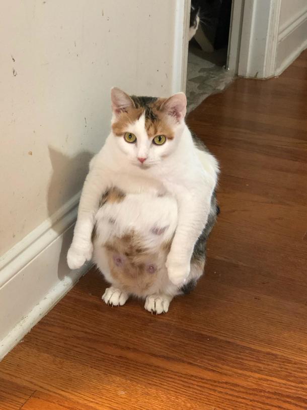 Posting for a friend who caught her very pregnant cat sitting like this