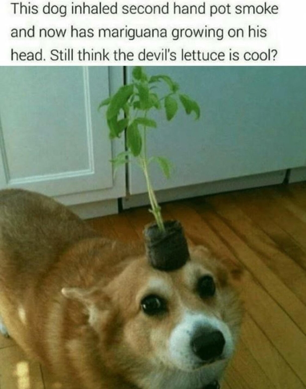 Pot doggo