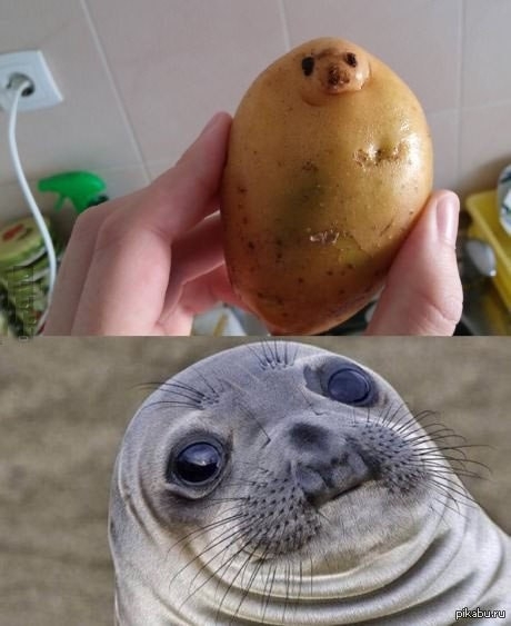 Potato seal