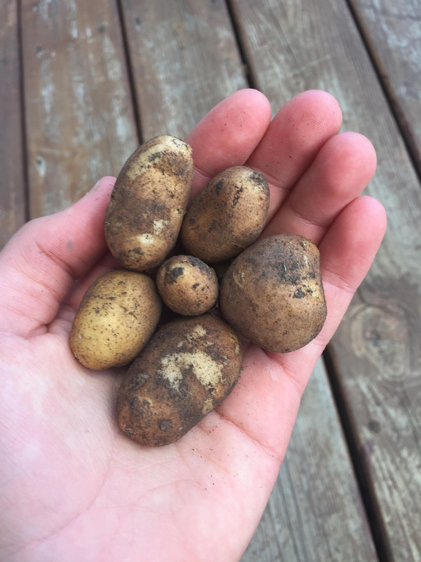 Potatoes from my garden