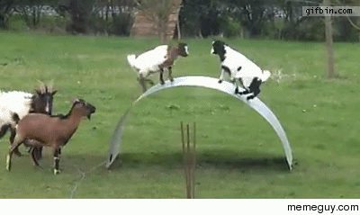Practicing how to goat
