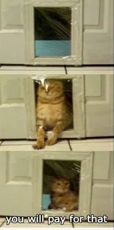 Pranking the cat