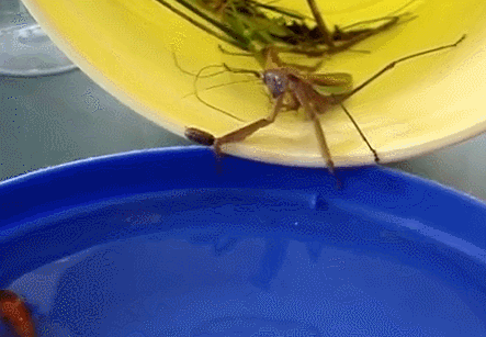 Praying mantis catches goldfish