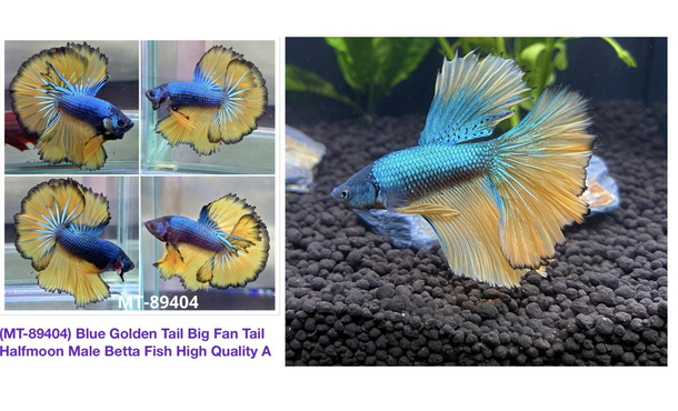 Pretty happy with this new betta boi