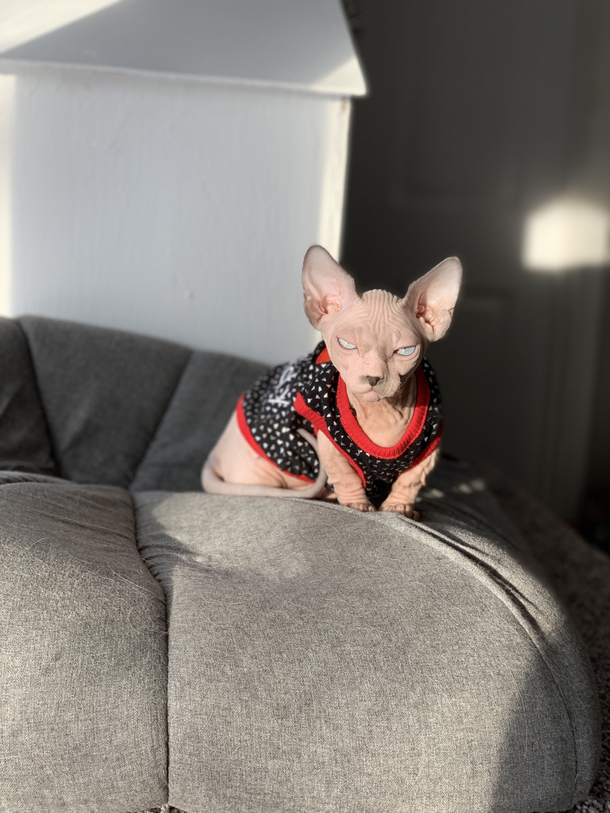 Pretty sure the new kitten is plotting against me