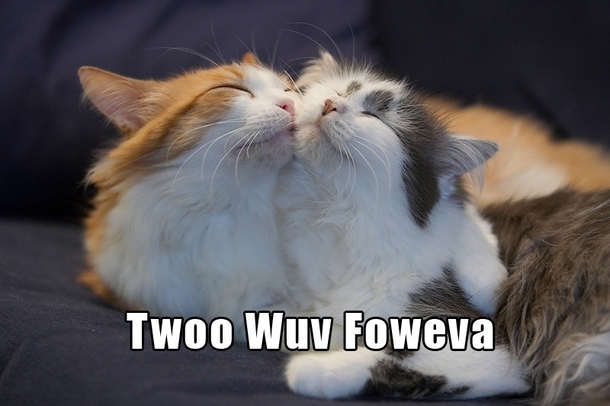 Princess Bride cats