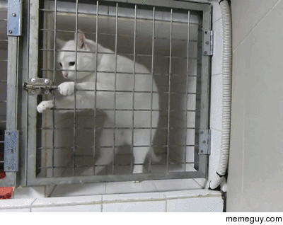 Prison Break Cat version