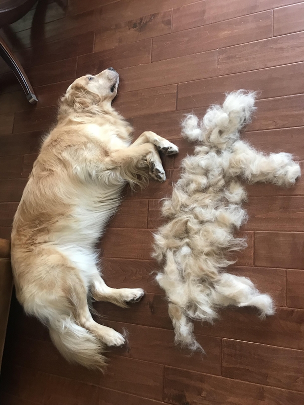 Pro tip Brush your golden doggo to get a free golden doggo
