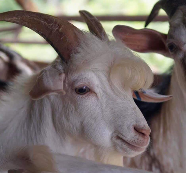 Probably the best looking goat ever