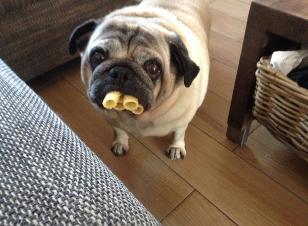 proudly shows his Noodles