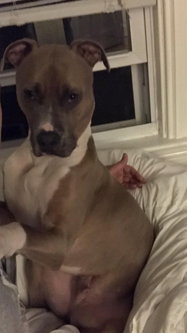 PsBattle My dogs unimpressed and majestic look