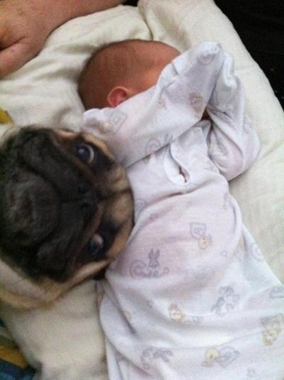 Pug bomb