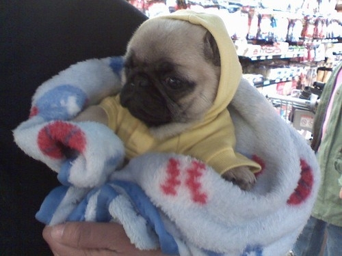 Pug in a onesie