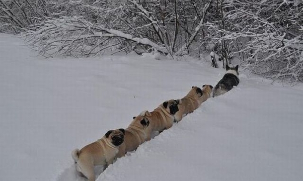 Pug slipstream caravan